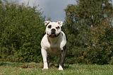 BOULEDOGUE AMERICAIN 280
